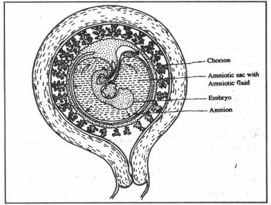 32_Human embryo.png